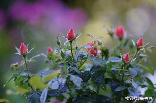 比特戴尔巴德月季