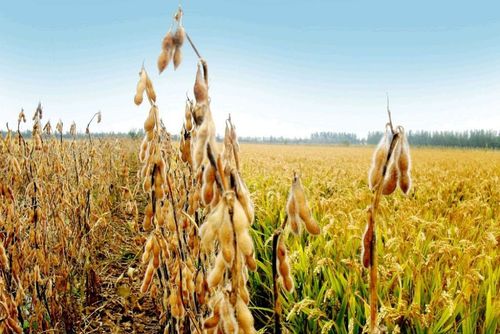 大豆叶面锈斑，苯甲丙环唑Neng搞定吗？