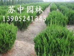 侧柏：园林植物中的“绿色卫士”