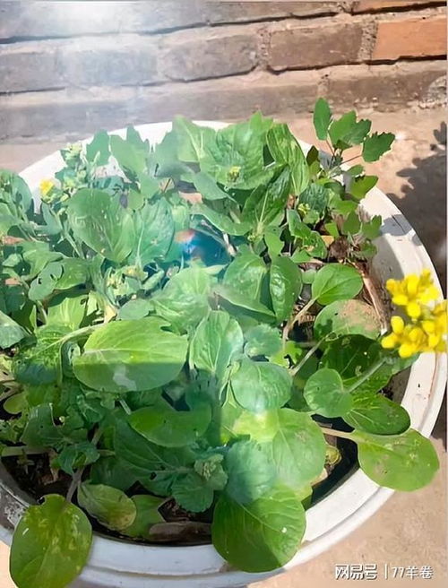 网购春夏季草本花种，新手如何挑选提高存活率？