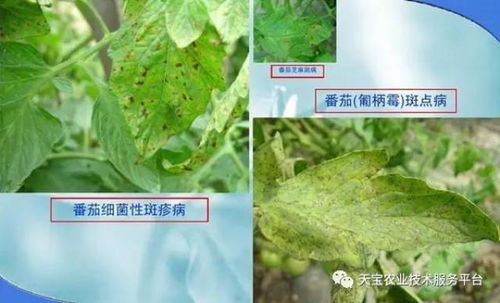 番茄病菌清——番茄杀菌剂的典范