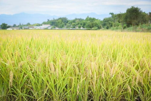 使用方法与效果