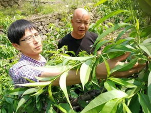 农药使用小贴士：如何正确选择农药？