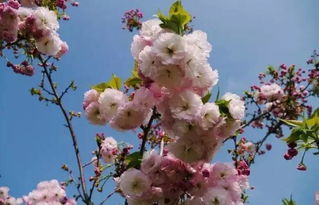 花开花落， 美丽无限