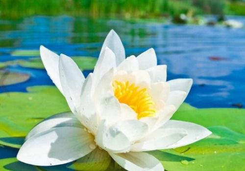 莲花，出淤泥而不染