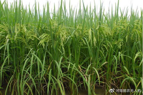 雅日之舞植物适合施用哪种肥料以促进其生长