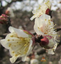 凌寒独自开，梅花的傲骨
