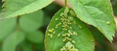 小毛笔的神奇力量