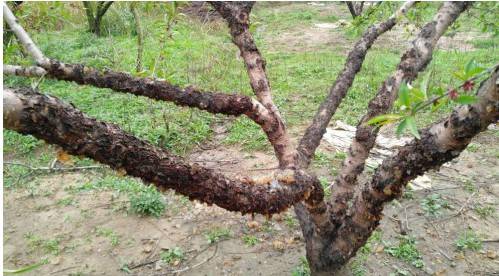 机油乳剂又被叫Zuo蚧螨灵