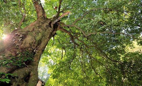 重阳木：庭院里的贵族