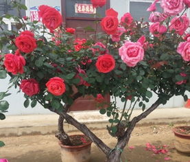 树状月季的培植奇遇