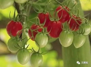 石榴花有毒吗？如何养护避免中毒