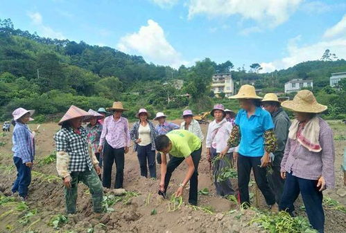 红薯种植技术的革新