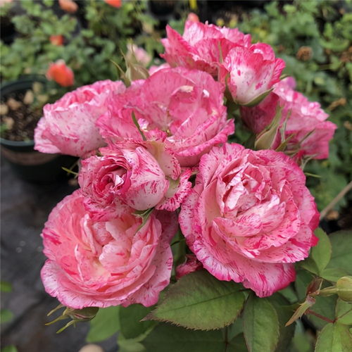 月季的养护：施肥与浇水的艺术