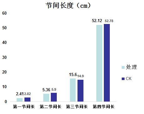 根系支撑系统与抗倒伏奇迹