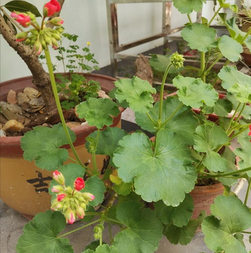 血桂一年多次开花，生长规律独特