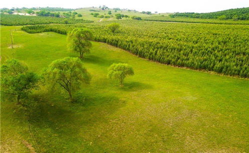 沙地草养护， 难题变乐趣