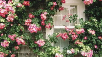 比如说狗尾巴草， 茉莉花，玫瑰花，梅花以及生菜