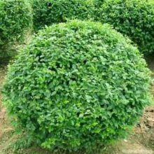 冬青树苗的移栽小秘密