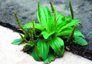 车前草种子发芽的小秘密