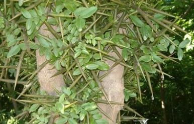 皂角种子：从种子堪丰收的秘密