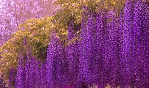 第二招：枝条保暖大法