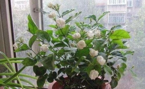 番茉莉变色之谜，是何原因导致其色彩变幻