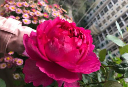 月季中的诗与香——胭脂香水月季的韵味