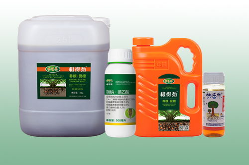 如何高效移栽茶油苗使用生根剂？河源龙川基地专业指导！