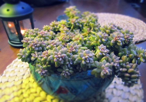 红壤土种花宝典：花卉种植指南