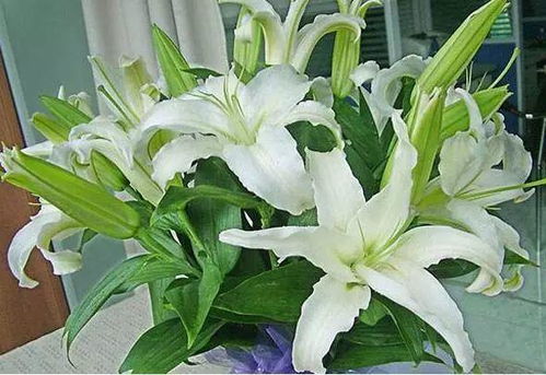室内养百合花？这些禁忌你了解吗