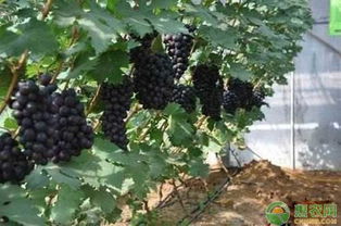 玫瑰花大棚种植全过程揭秘