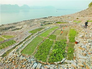 8月中旬-10月12月-翌年3