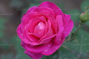 嫁接繁殖：技术含量高，效果显著？