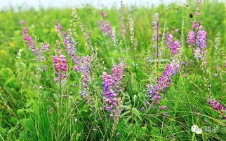 耐高温牧草， 了解一下