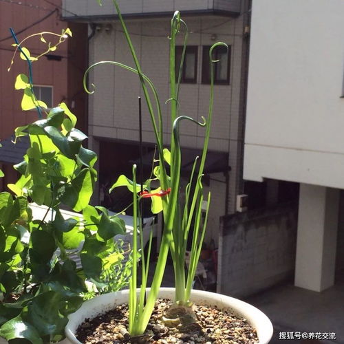 想养弹簧草？先搞懂光照和浇水