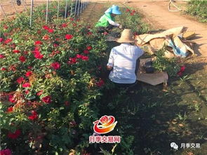 江苏月季新风尚：新疆品种月季的加入