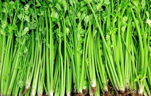 香芹和水芹哪个更佳口感？营养价值有何差异