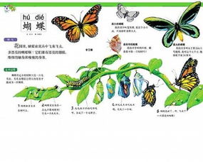 种子生长过程图片，哪里能看