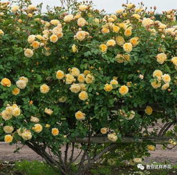 皇家庆典月季的花期揭秘