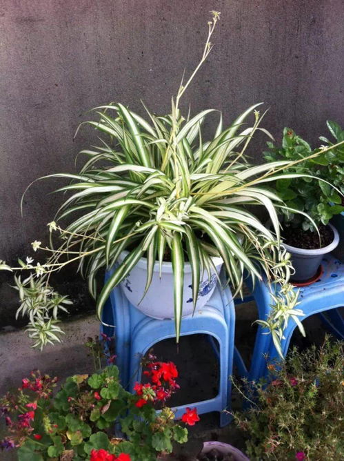 吊兰适合种植在哪种类型的土壤中，才能更好地促进其生长和开花