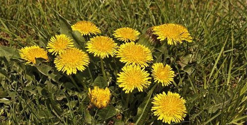 田间智慧：科学用药， 丰收在望