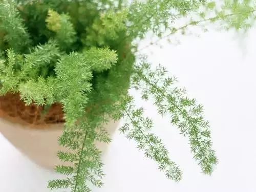 寒冬季节种植指南：耐寒植物大揭秘