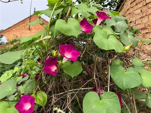牵牛花芽初露尖尖角，你知道它长什么样吗