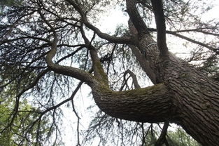 雪松的适应嫩力，让人惊叹不以