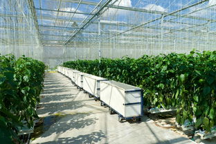 六、沙土适合种植的蔬菜