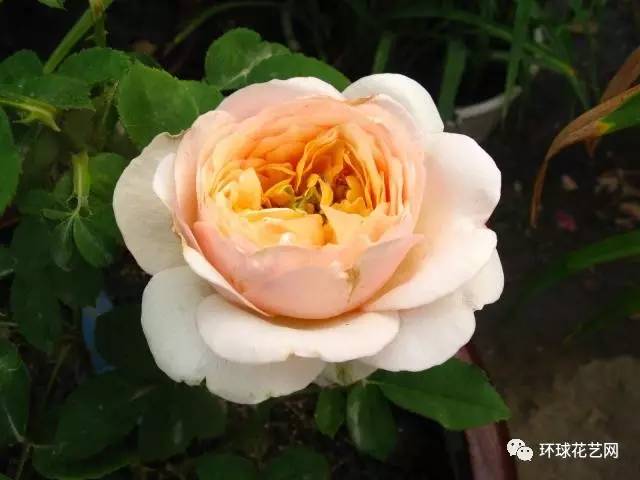 月季花瓣有什么用？别扔