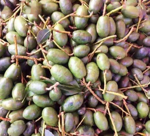 黄榄果与橄榄的差异