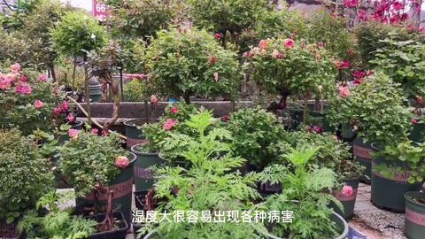 霜霉病，它来了！