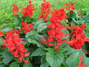 一串红：如何拍出炸裂效果